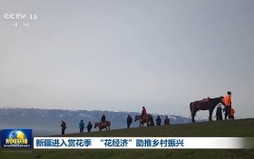 赏花季来了！新疆“以花为媒”颜值变产值